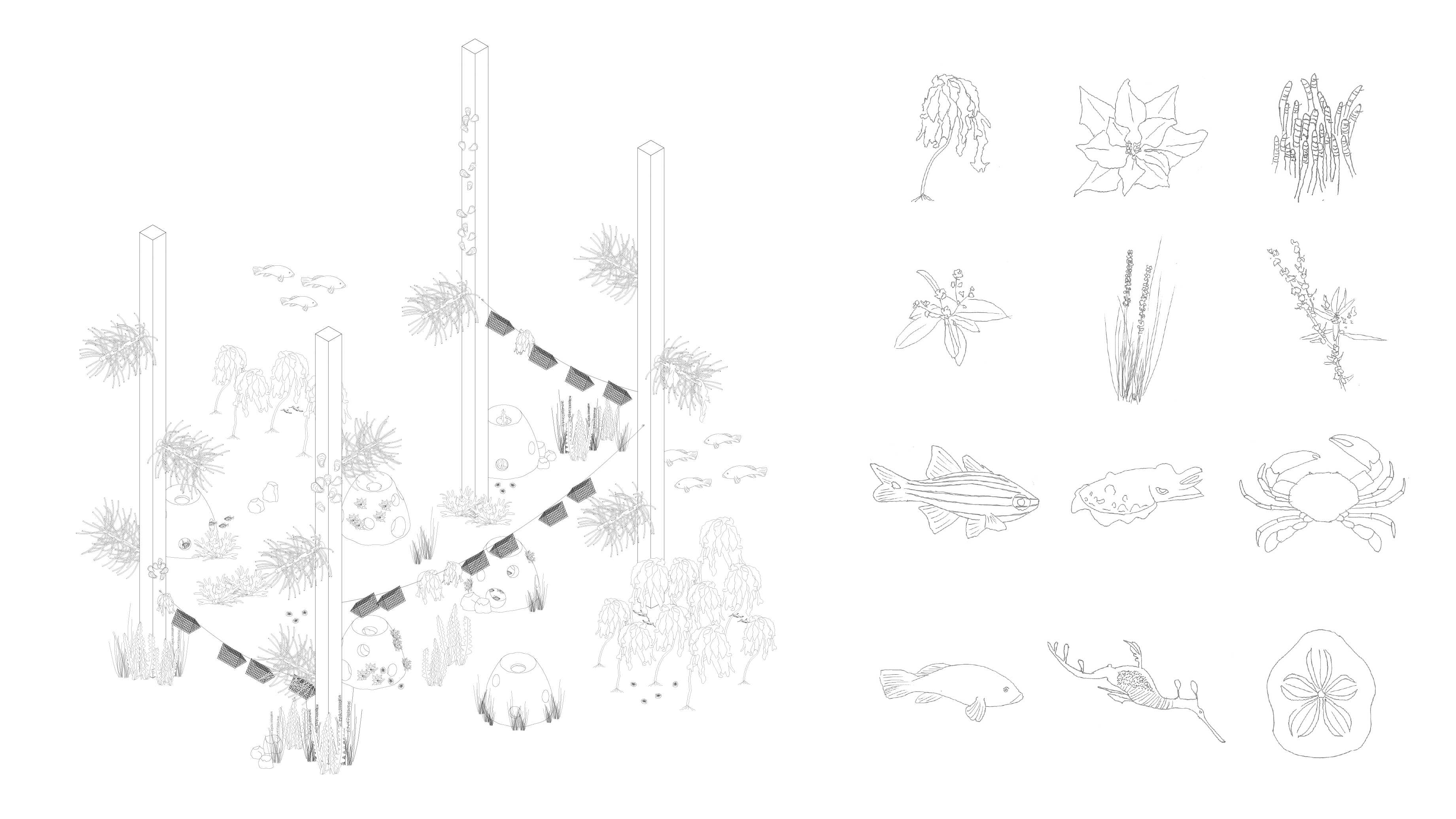 Native species sketches and underwater rehabilitation structures