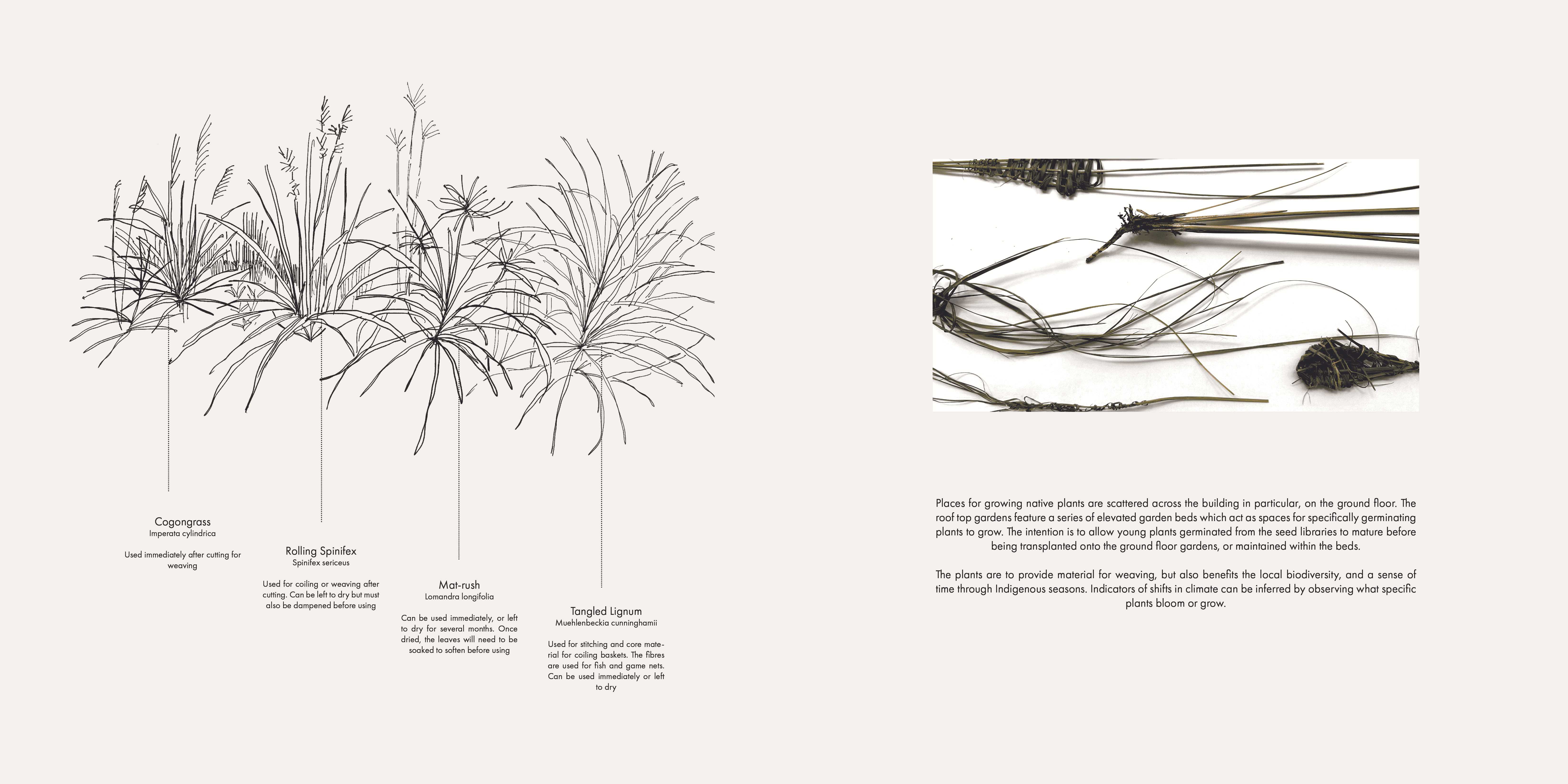 I explored weaving with native sedge grasses as the key vegetation grown on site, whose processes quickly became a continual theme throughout the building.