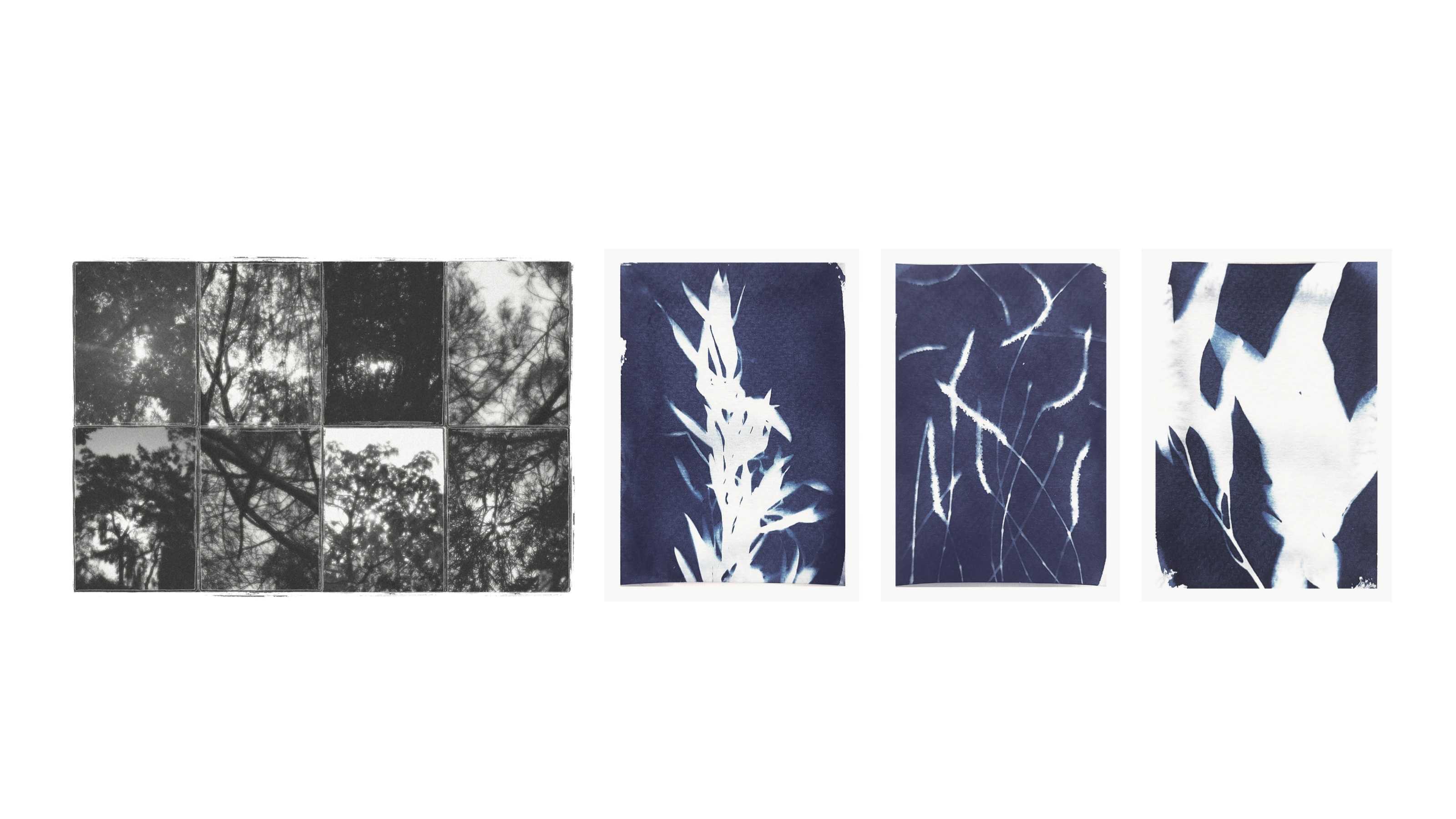 Photographs and Cyanotype Prints of Komorebi on Site through Broad Leaved Paper Barks, River She-Oaks, Tuckeroos and Swamp She-Oaks.