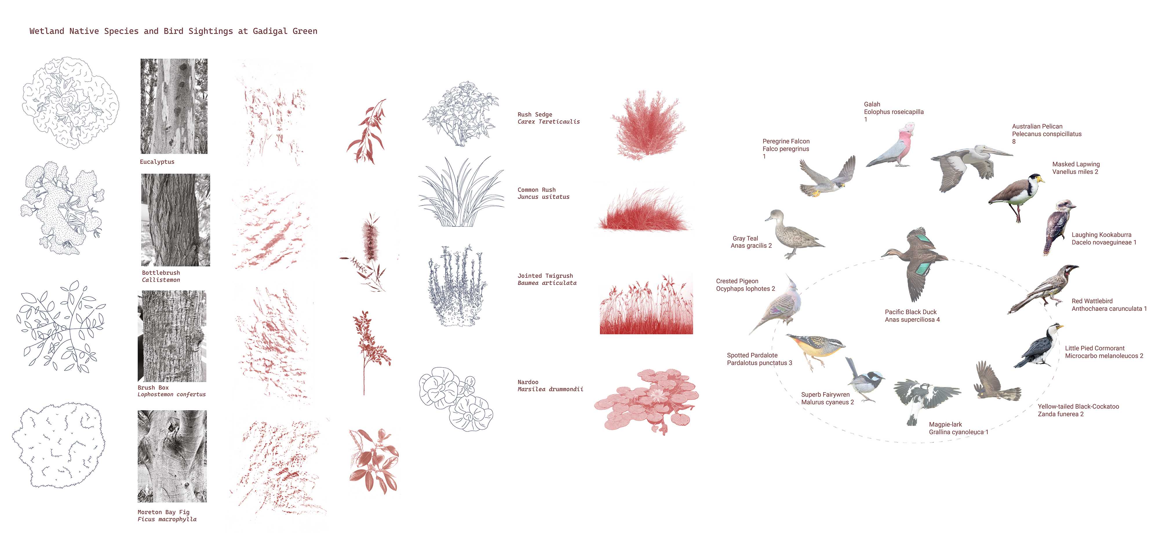 Native wetland vegetation and layered habitats improve water quality, stabilize soil and support diverse bird species across Gadigal Green, strengthening ecological networks and renewing relationships of care with Country.